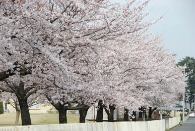 江南　山神公園の桜・２