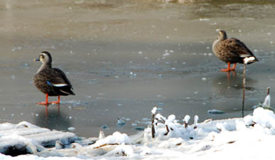 雪の別府沼公園・５