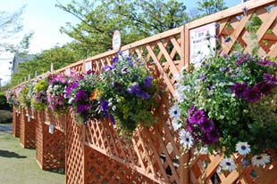 花フェスタ・５