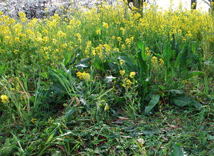 切所沼2011.4.10・４