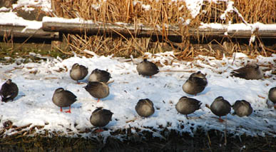 雪の別府沼公園・６