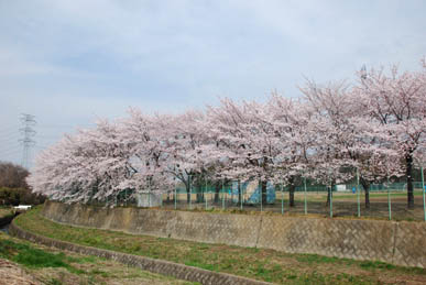 江南総合グラウンドの桜