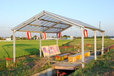 深谷市上敷免ヒガンバナ・４