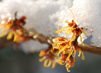 雪の別府沼公園・７