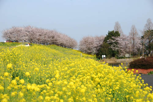 切所沼2011.4.10・５