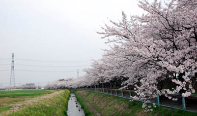 江南荘付近の桜・１