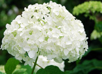 保安寺あじさい2011・１０