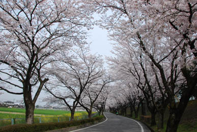 江南荘付近の桜・２