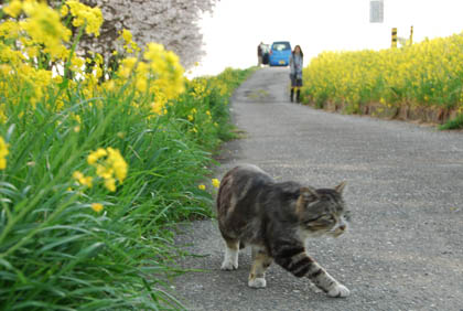 切所沼2011.4.10・６