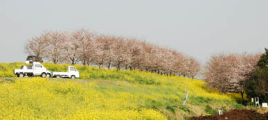 切所沼の桜・１