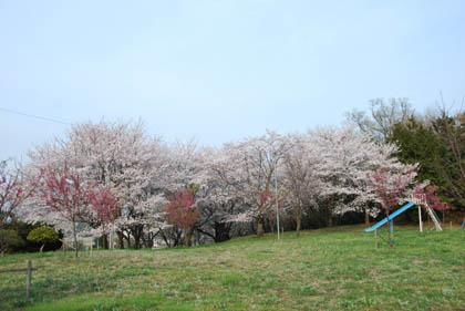 大里の山2011.4.10