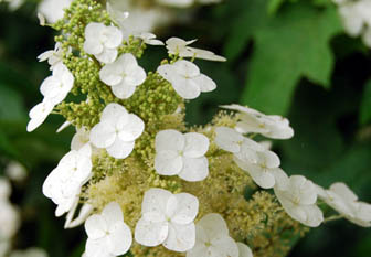 保安寺あじさい2011・１１