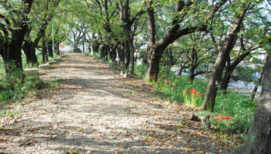 万平公園彼岸花090911・２