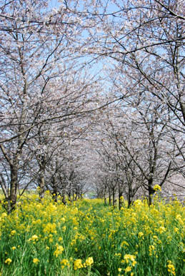 切所沼の桜・２