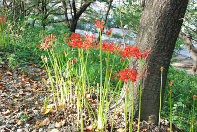 万平公園彼岸花090911・３