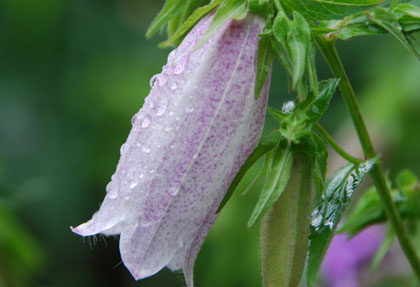 保安寺の花・１