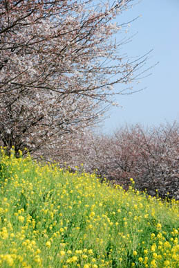切所沼の桜・３