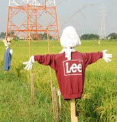 三ヶ尻の案山子・２