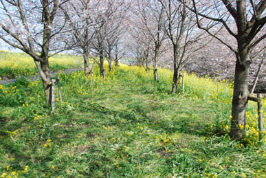 切所沼の桜・４