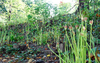 万平公園彼岸花090911・４