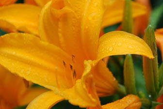 保安寺の花・２