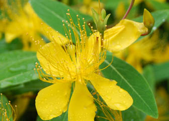 保安寺の花・３