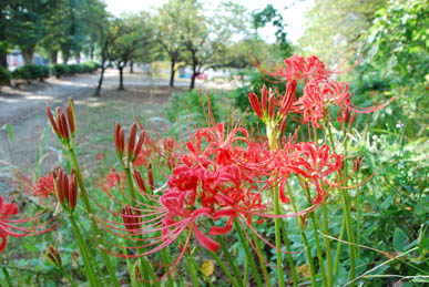 万平公園彼岸花090911・５