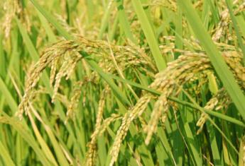 三ヶ尻の案山子・５