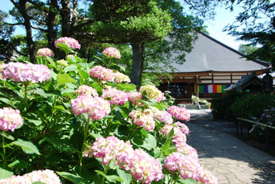 能護寺あじさい２
