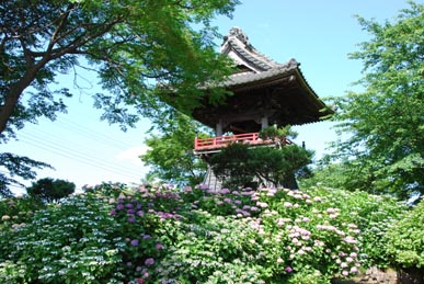 能護寺あじさい３