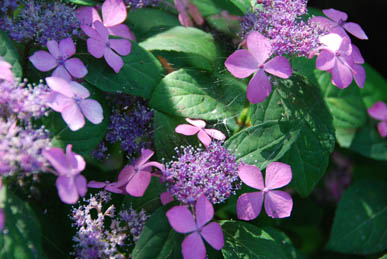 能護寺あじさい５