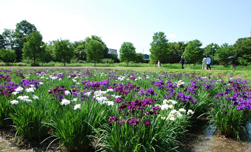 別府沼公園090607・２