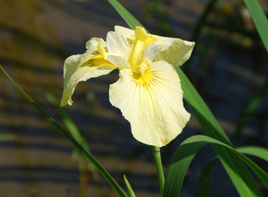 別府沼公園090607・３