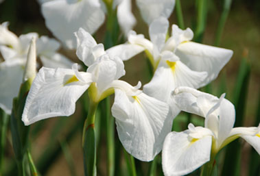 別府沼公園090607・４