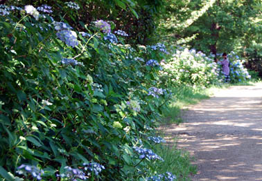 別府沼公園090607・５