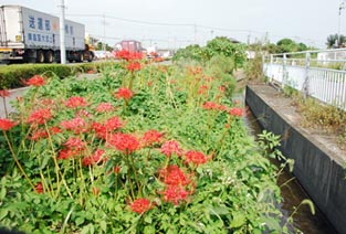 セキチュー熊谷小島店脇のヒガンバナ・２