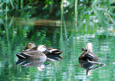 別府沼公園090607・６