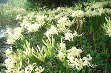 別府沼公園のヒガンバナ080918・１