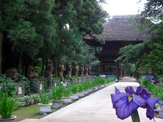 茂林寺のショウブ・２