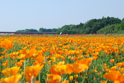 鴻巣ポピー・ハッピースクエア　２