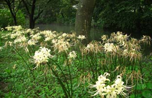 別府沼公園のヒガンバナ080918・２