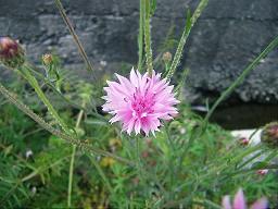PICT0076s.JPG