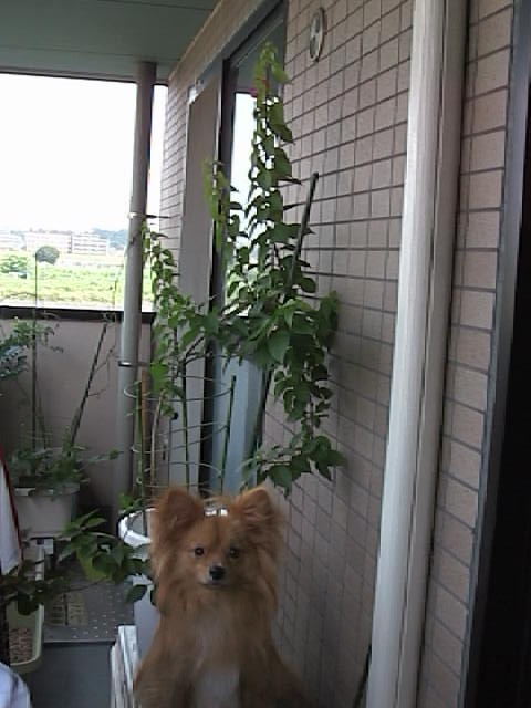 先にピンクの花が見えるかな？