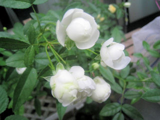 シュネープリンセス