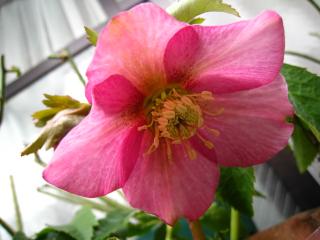 クリスマスローズ開花