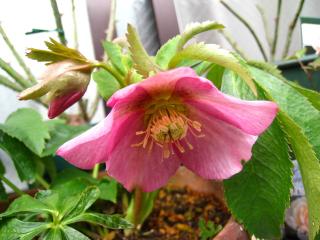 クリスマスローズ