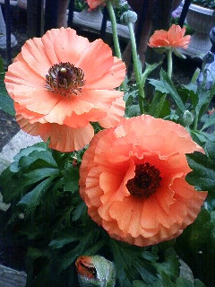 実家のラナンキュラス