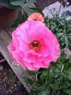 実家のラナンキュラス