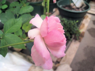 デュシェス　ドゥ　ブラバン