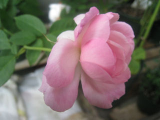 デュシェス　ドゥ　ブラバン